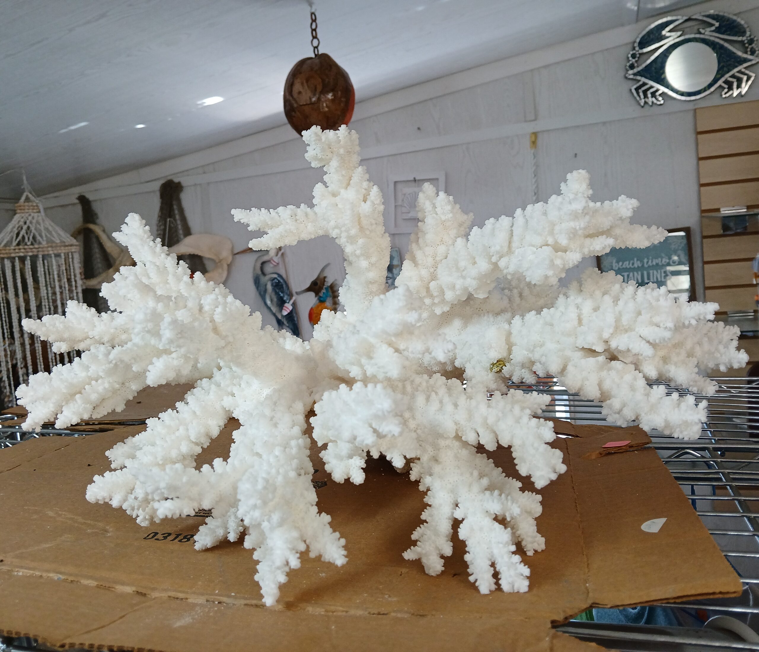 Large White Coral