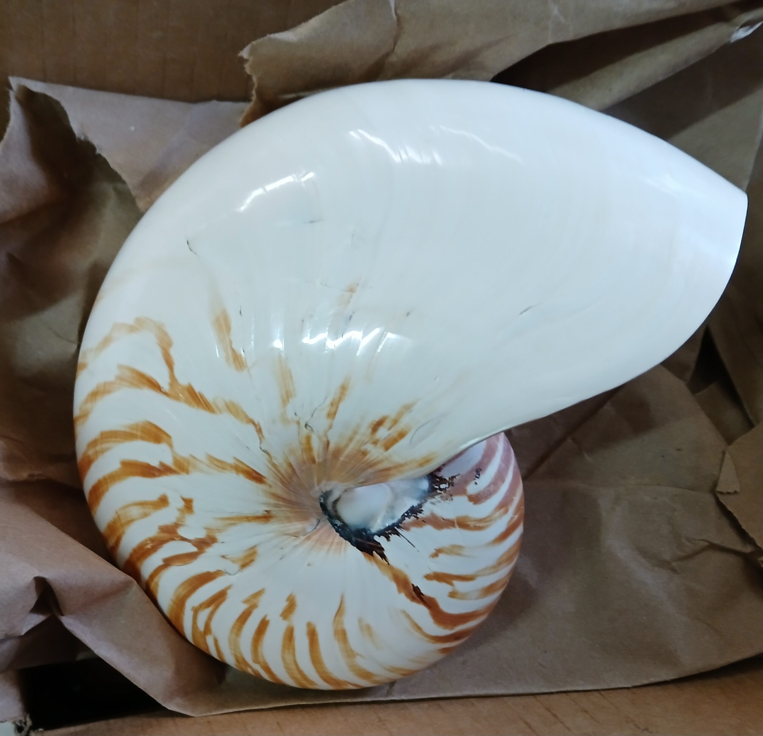 Large Chambered Nautilus