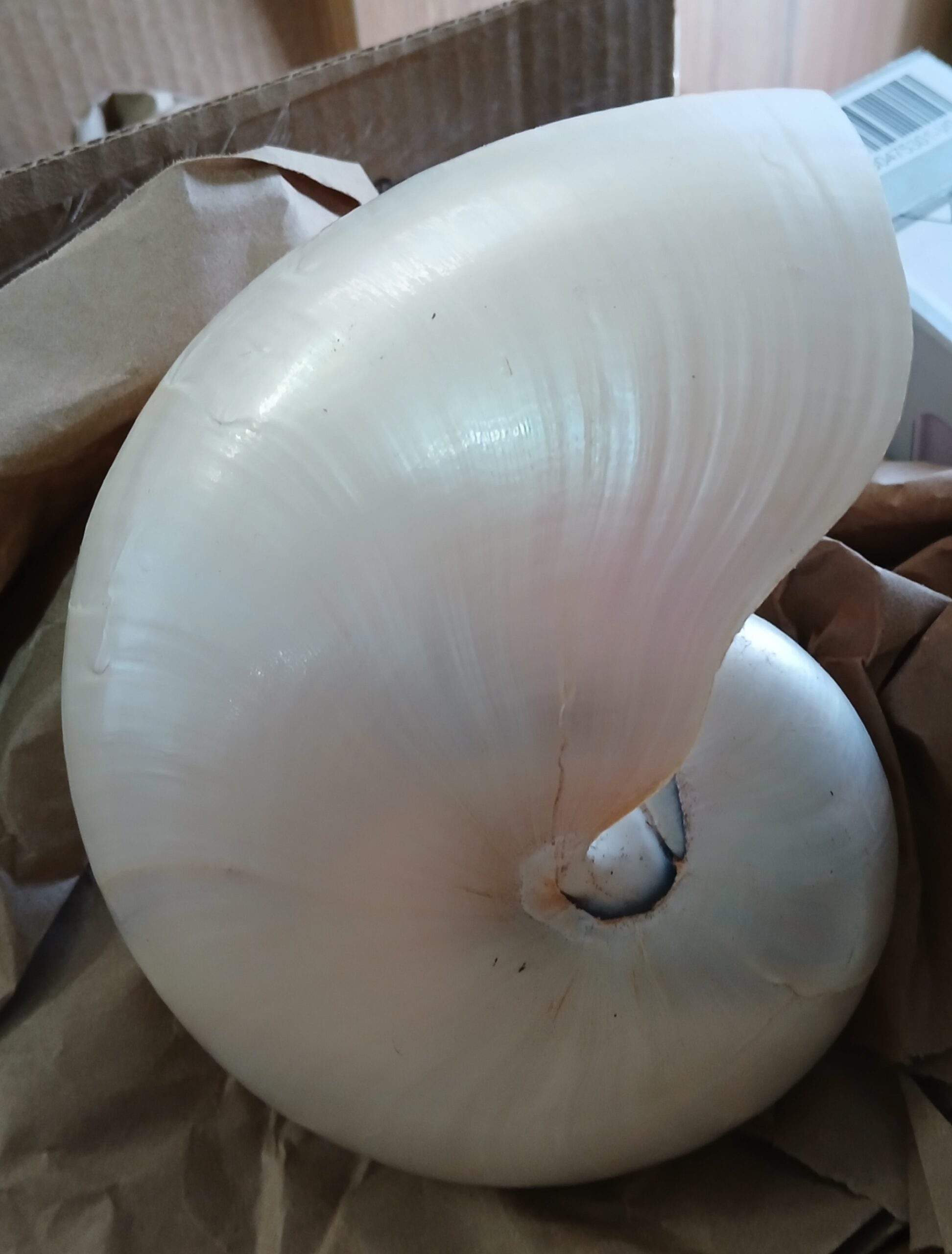 Polished Chambered Nautilus