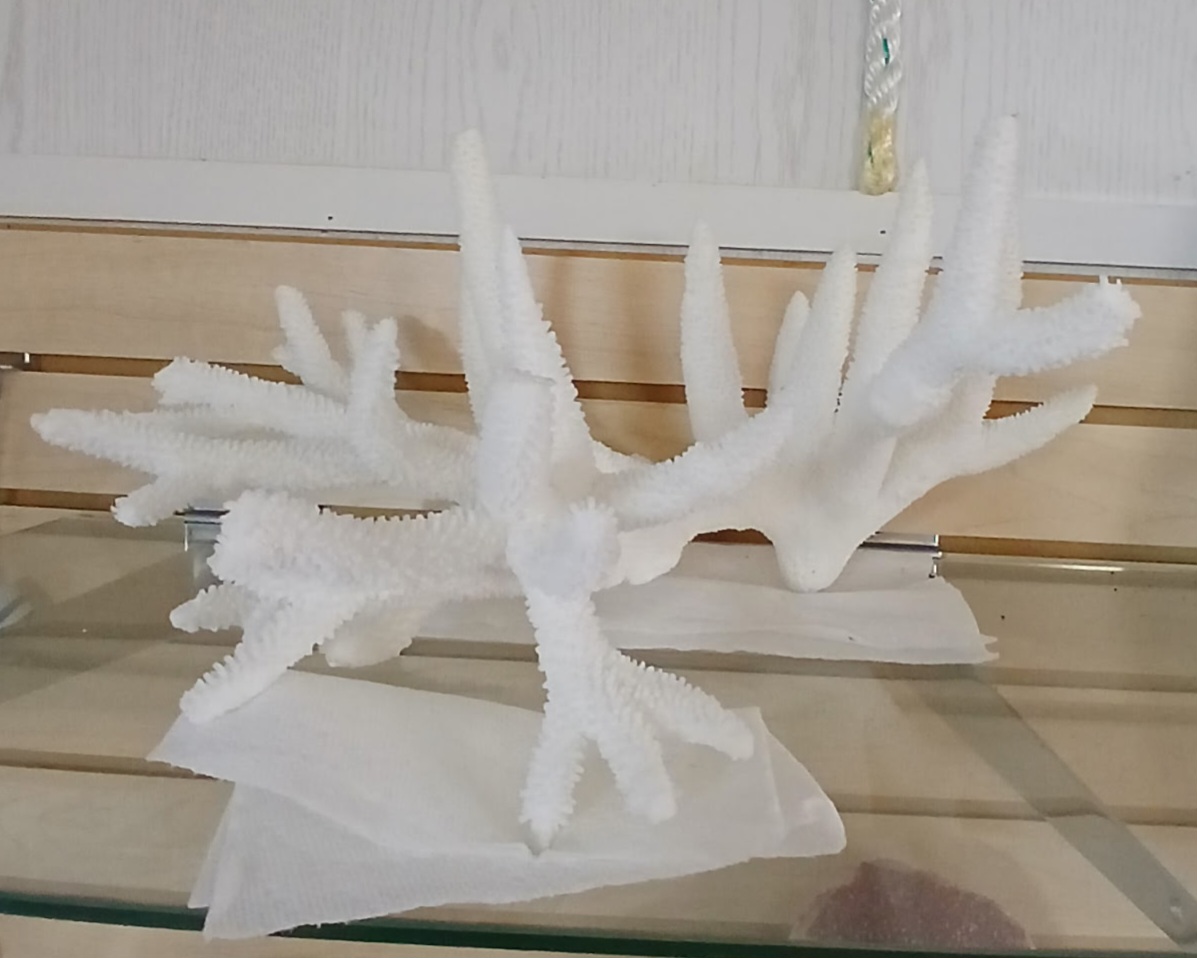 Staghorn Coral